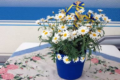 Midsommarlunch med Matjesill, gräslök, gräddfil, ägg, kokt potatis, grönsak